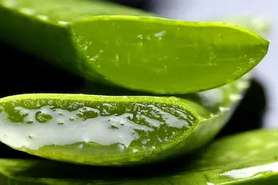 Aloe Vera pelo seco