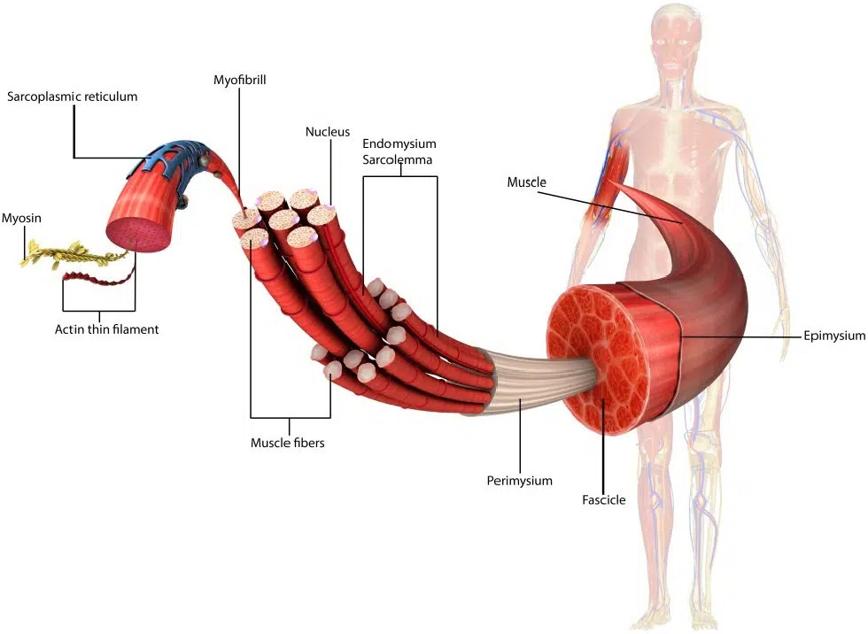 Contracción muscular electroestimulación EMS