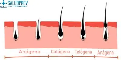 fases de crecimiento del vello
